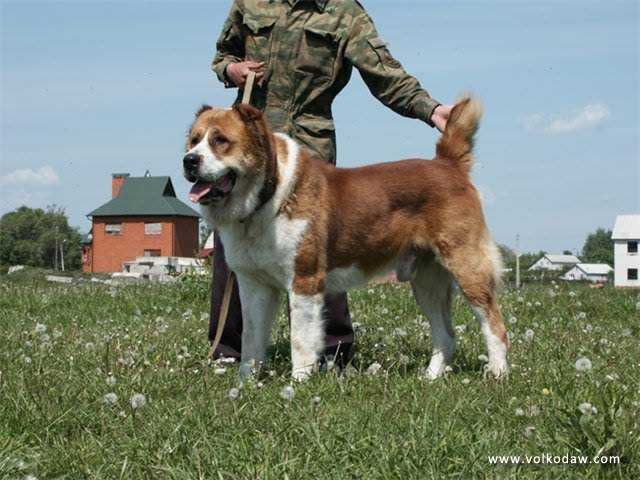 D Basar | Central Asian Shepherd Dog 