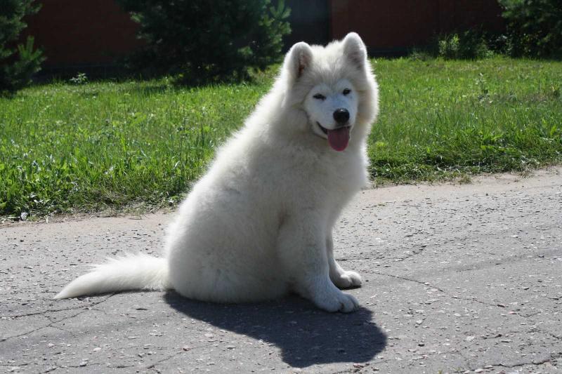 Terra Winners Veniamin | Samoyed 