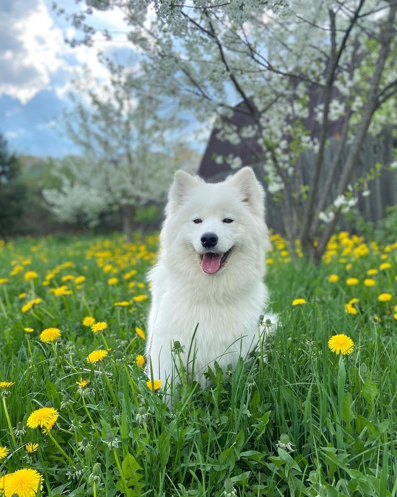 Goldwind Tsarevna Snezhnaya Sansa | Samoyed 