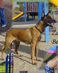 Zara van de Berlex-Hoeve | Belgian Malinois 