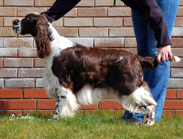 Trimere Thriller | English Springer Spaniel 