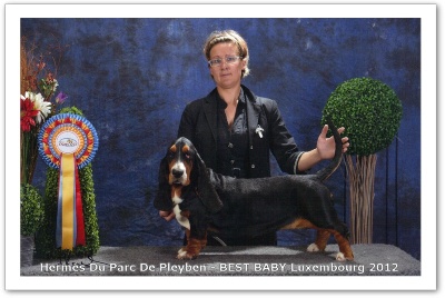 Hermes du parc de pleyben | Basset Hound 