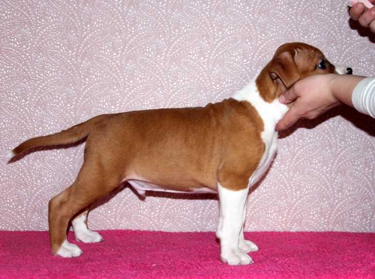 Most Wanted | American Staffordshire Terrier 