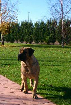 Ares de Boralcan | Perro de Presa Canario 