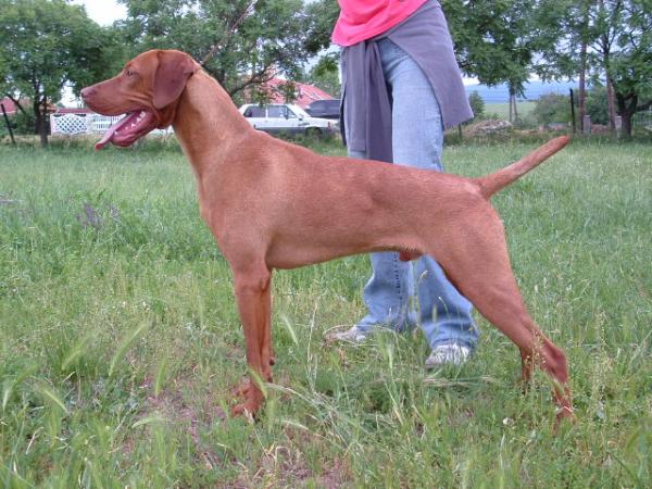 Pitypang Öcskös Carlos | Hungarian Vizsla 