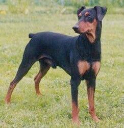 Ceriinan TONY | German Pinscher 