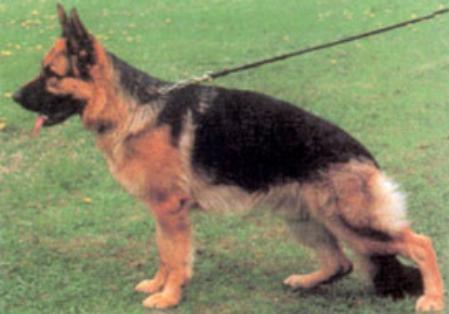 Dolfo Sennerblut | German Shepherd Dog 