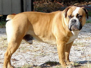 DOG BLUFF SHERMAN OF NUNLEY | Olde English Bulldogge 