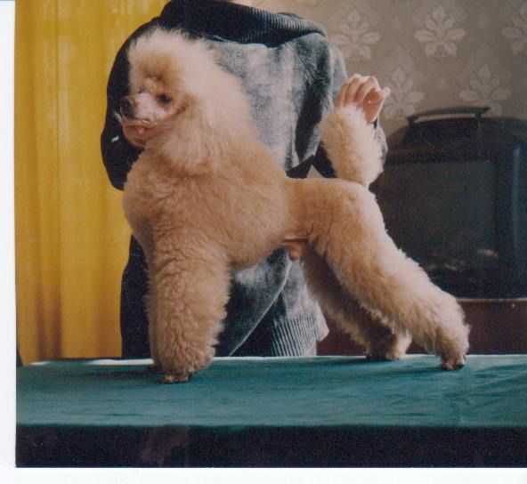 Deliss Serpantin Tango | Poodle 