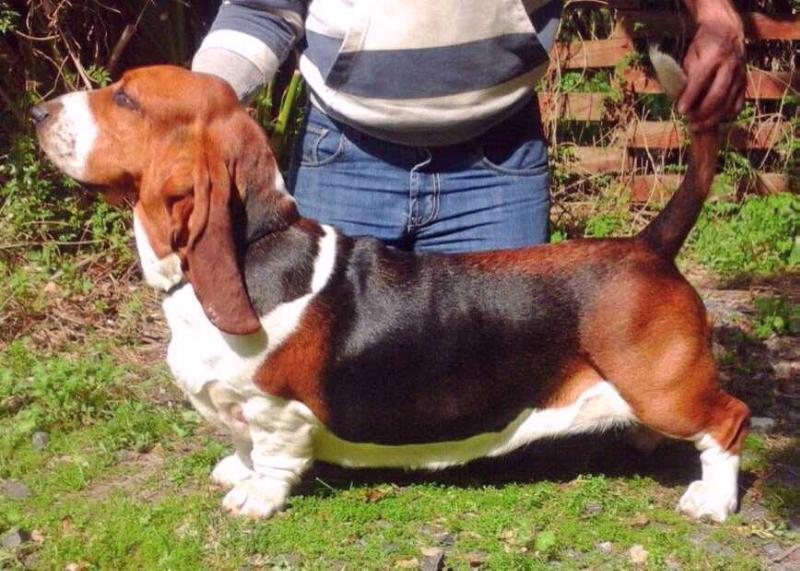 Tidalwaves Olene | Basset Hound 