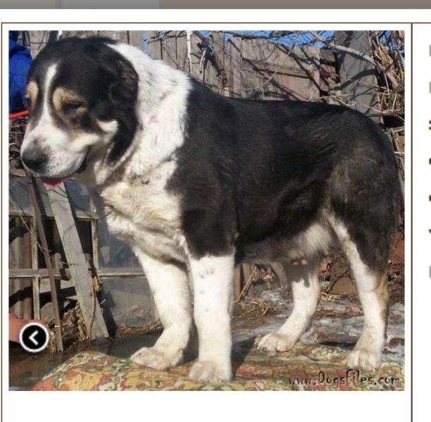ZHARIDA CHORCHASNMA | Central Asian Shepherd Dog 