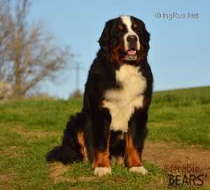 Kappahegyi Favorit | Bernese Mountain Dog 