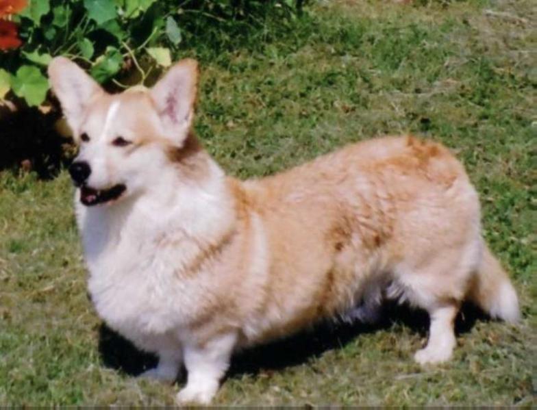 TEKAWINKA DE LA CAVERNE DES ANGES | Pembroke Welsh Corgi 