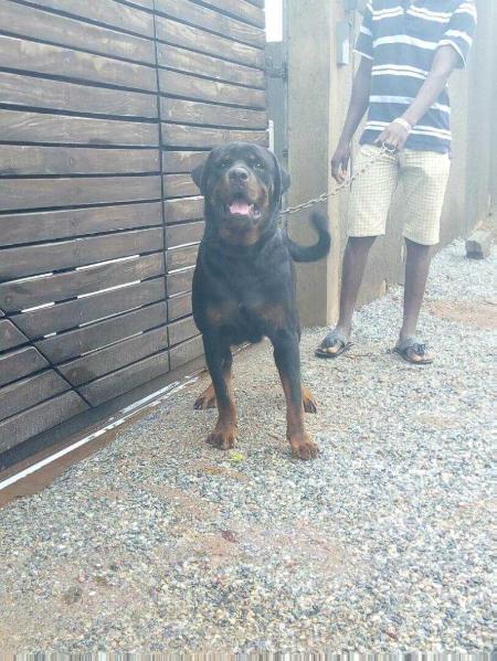 Gilmar Von Paradies Tal | Rottweiler 