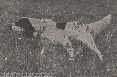 Crismani Buck | English Setter 