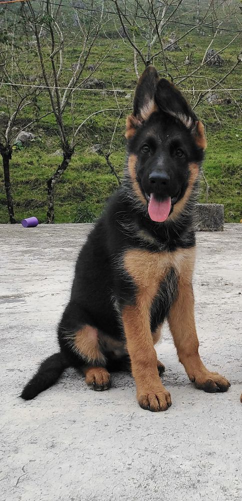 ARGOS VON LAS CASAS | German Shepherd Dog 