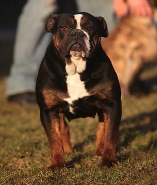 Ostergaard's Kaffe | Olde English Bulldogge 