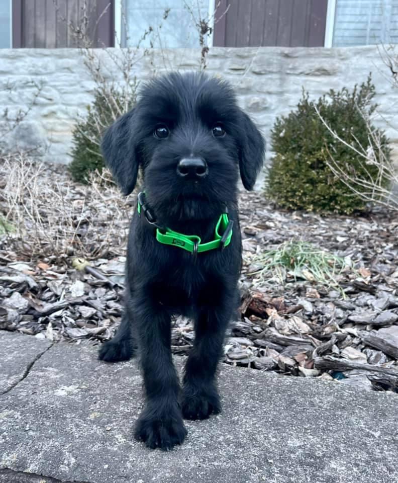 Lala Von Prufenpuden | Giant Schnauzer 