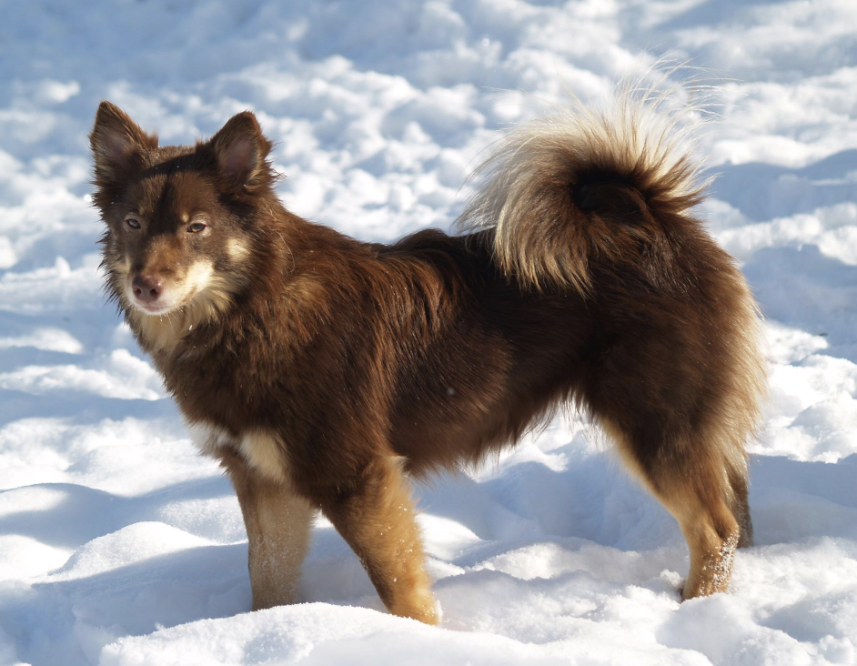 Adorable Glodis Lazy River of Jurassic Valley | Icelandic Sheepdog 