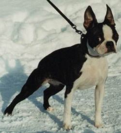 Precious Dandelion | Boston Terrier 