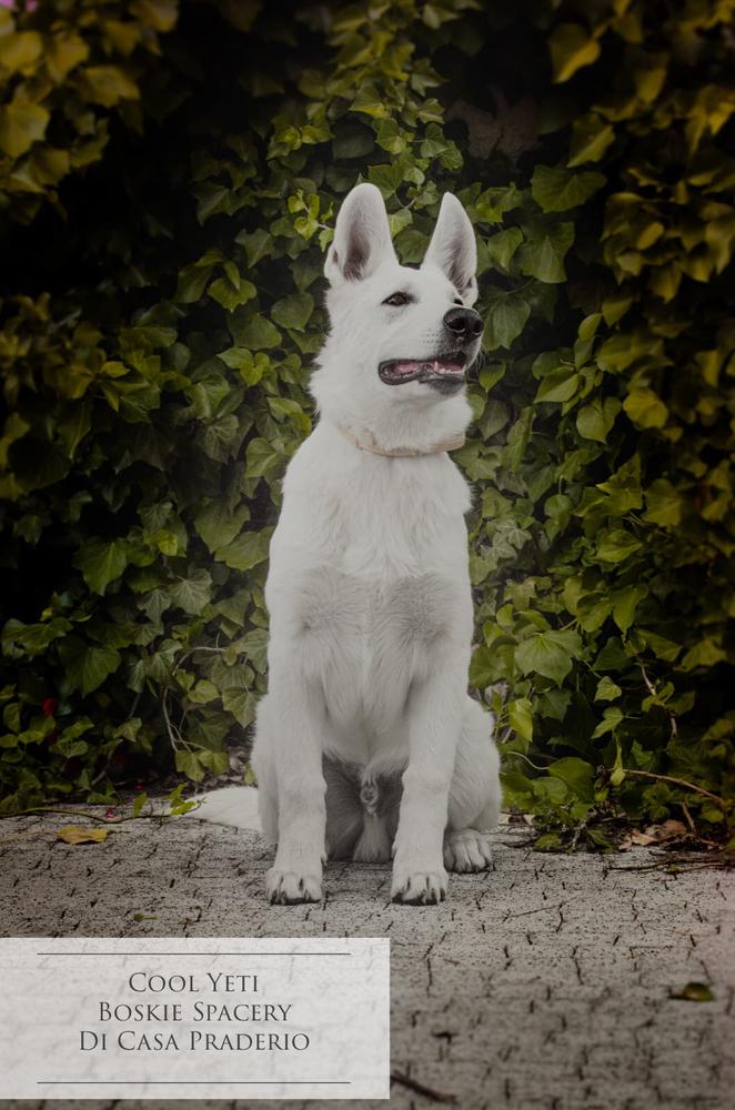 COOL YETI Boskie Spacery di Casa Praderio | White Swiss Shepherd Dog 