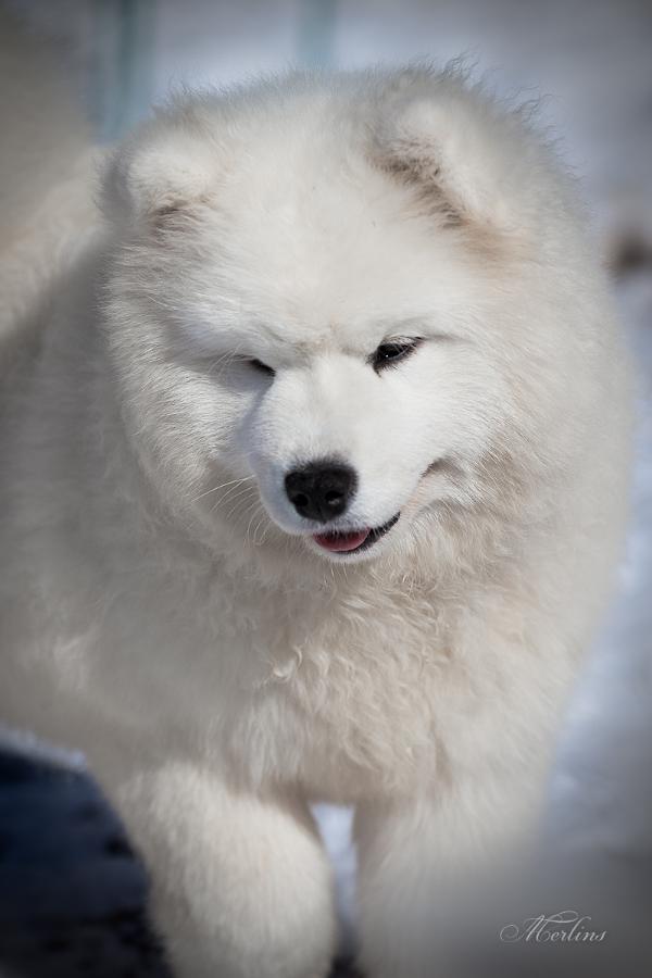 Helen Yung iz Moskovskoy Metely | Samoyed 