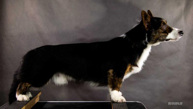 Aethwy God Only Knows | Cardigan Welsh Corgi 