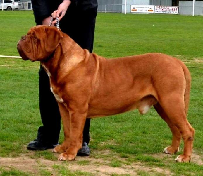 Deauxrogue Ready to Rumble | Dogue de Bordeaux 