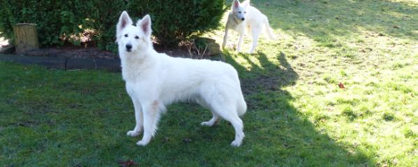 DW's Souvereign Dutch Delilah | White Swiss Shepherd Dog 