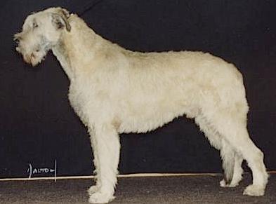 Superstar in Command | Irish Wolfhound 