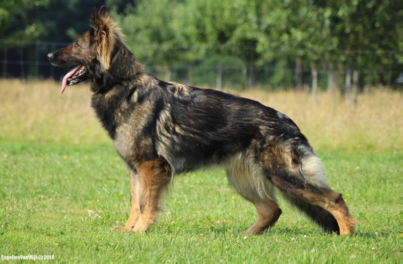 Nica aus dem Elbtal | German Shepherd Dog 