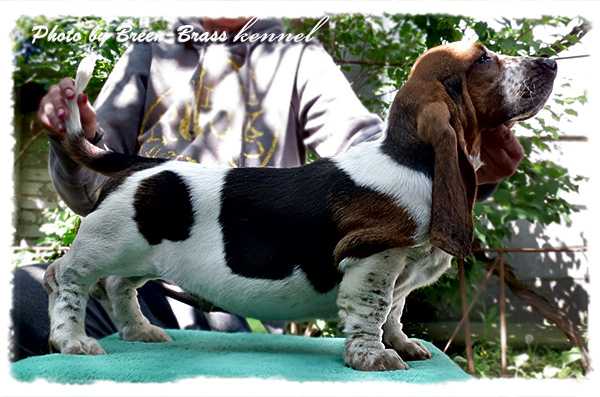 Donbasset Bayron Chayz | Basset Hound 