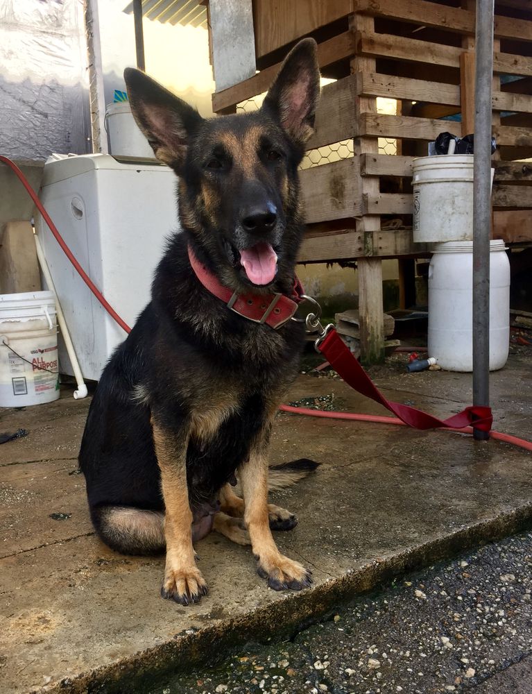 Dorris Vom Pariag | German Shepherd Dog 