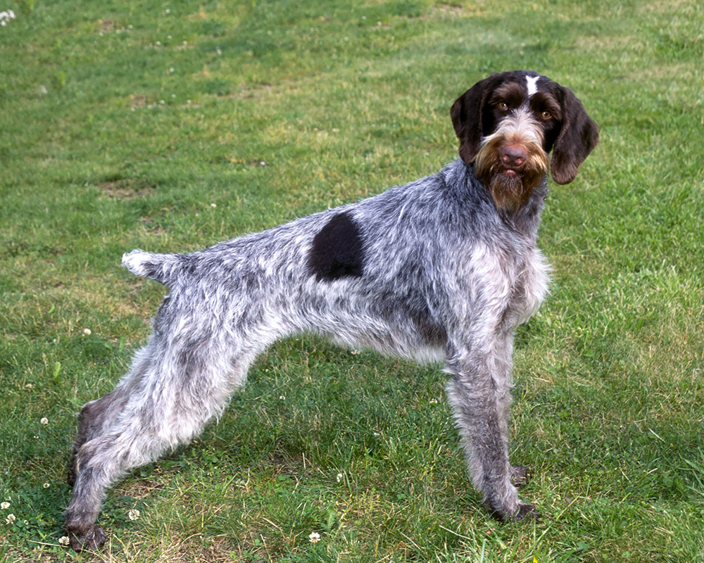 German Wirehaired Pointer