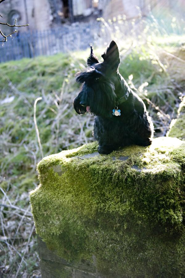 Midnight Stingray | Scottish Terrier 