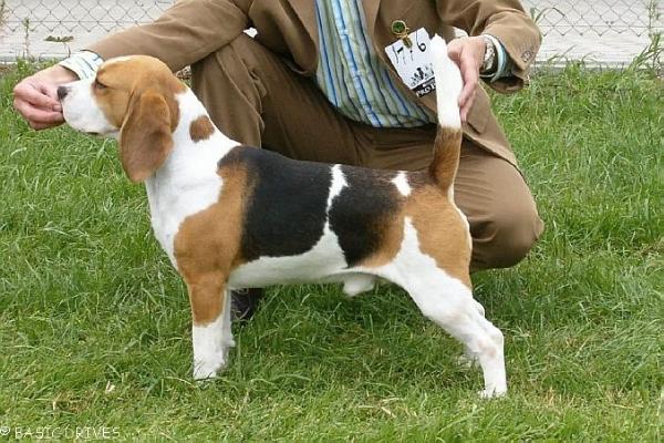 Dialynne Hallmark | Beagle 