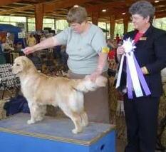 Verdoro's Countrylane Josephine | Golden Retriever 