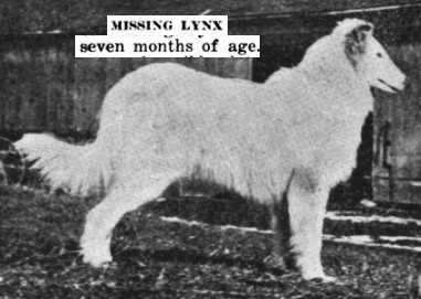 Missing Lynx | Rough Collie 