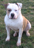 Water's Bulldacious of Grindstone | American Bulldog 