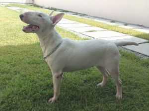 Salun de Bravun Terrier | Bull Terrier 