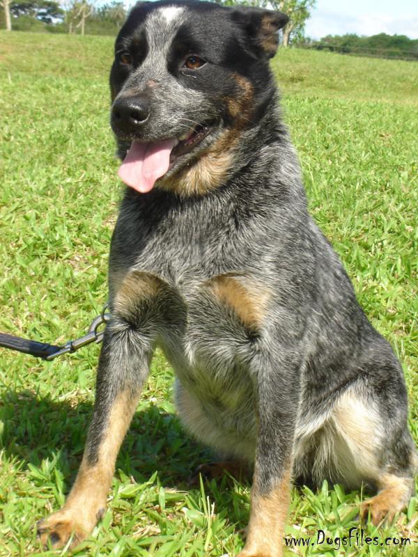 Edipo da Morada do Australian | Australian Cattle Dog 