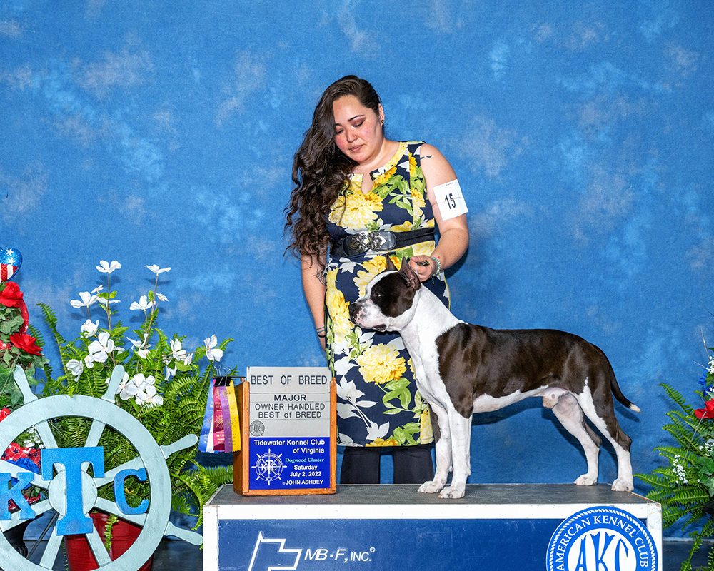 Ohanas Written In The Stars | American Staffordshire Terrier 