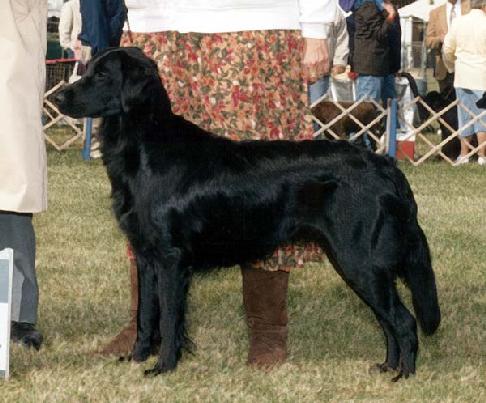 Blazin's Brightest Star | Flat-Coated Retriever 