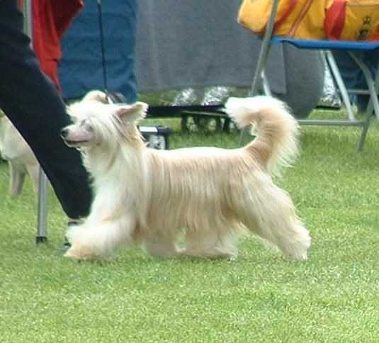 Glebeheath The Alchemist | Chinese Crested 