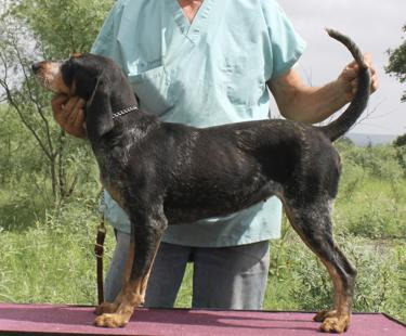 White Deer Blue Cameron | Bluetick Coonhound 