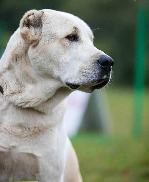 Gular Zeynek | Central Asian Shepherd Dog 