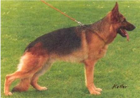 Onix vom Grenzland | German Shepherd Dog 