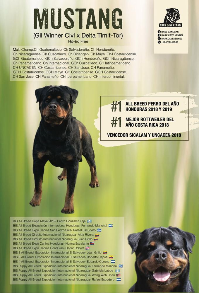 Mustang Cazar-Rotts | Rottweiler 