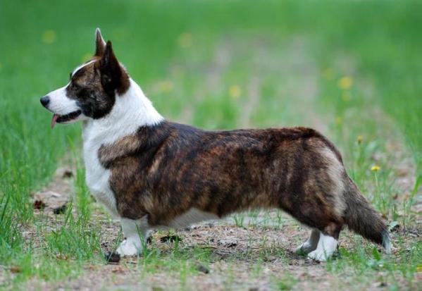 NEMEZIS Gaucho | Cardigan Welsh Corgi 