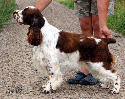 Art-Wave's Tye Beak | English Springer Spaniel 